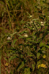 Baccharoides adoensis