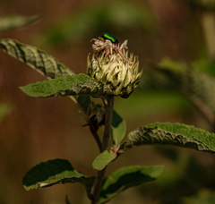 Baccharoides adoensis