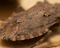 Brochymena