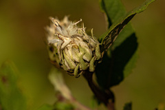 Baccharoides adoensis