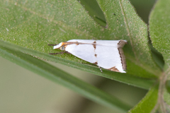 Argyria lacteella