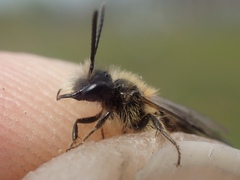 Andrena helvola