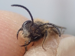 Andrena helvola