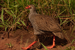 Pternistis afer cranchii