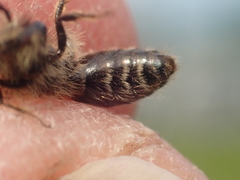 Andrena helvola