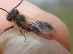 Andrena helvola