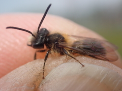 Andrena helvola