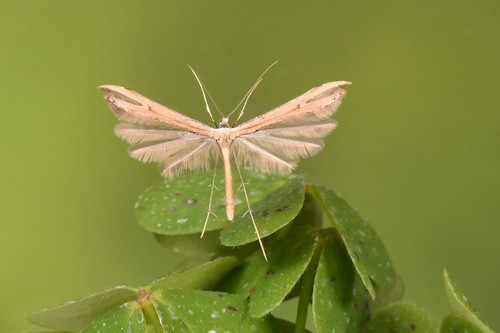 Morning-glory Plume Moth