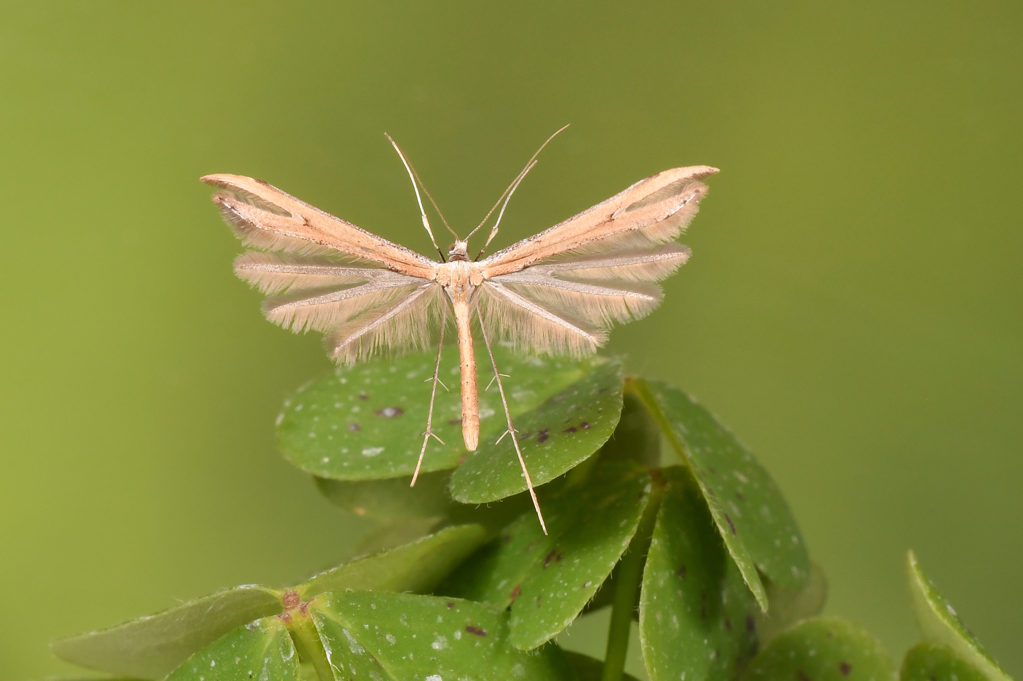 Vijoklinis pirštasparnis