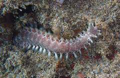 Pherecardia striata