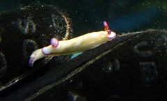 Hypselodoris violabranchia