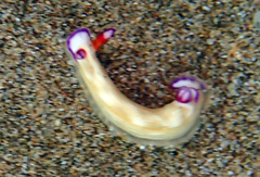 Hypselodoris violabranchia
