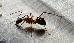 Camponotus conspicuus