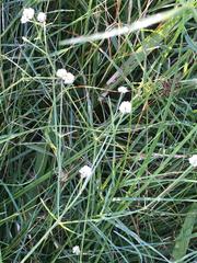 Pfaffia glomerata