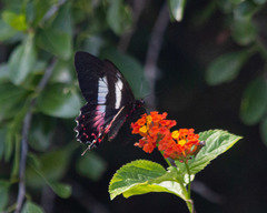 Parides ascanius