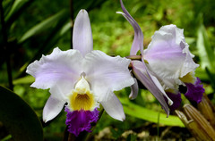 Cattleya trianae