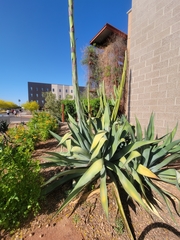 Agave asperrima