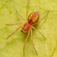 Nigma puella
