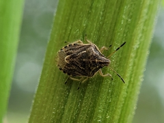 Trichopepla