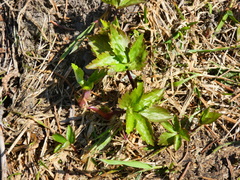 Ranunculus aconitifolius