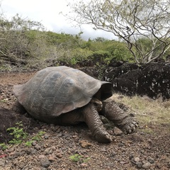 Chelonoidis niger chathamensis