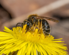Andrena nasonii