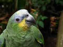 Amazona amazonica