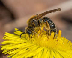 Andrena nasonii