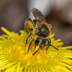 Andrena nasonii