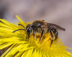 Andrena nasonii