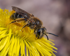 Andrena nasonii