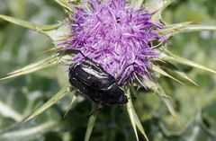 Oxythyrea funesta
