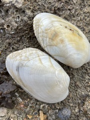 Ruditapes decussatus