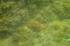 Danielethus crenulatus