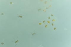 Pachydiplax longipennis