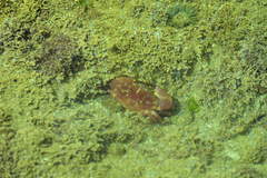 Danielethus crenulatus