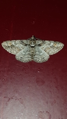 Cleora cinctaria