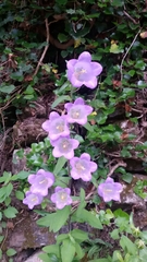 Campanula medium