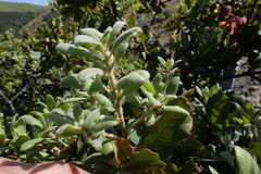 Quercus lobata × durata