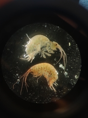 Eogammarus