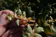 Quercus lobata × durata