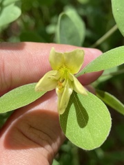 Baptisia nuttalliana