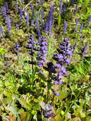 Prunella vulgaris