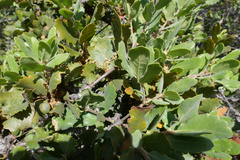 Quercus lobata × durata