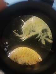 Eogammarus