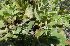 Quercus lobata × durata