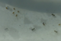 Pachydiplax longipennis