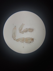 Eogammarus