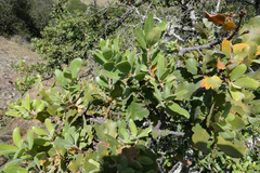 Quercus lobata × durata