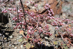 Chorizanthe breweri